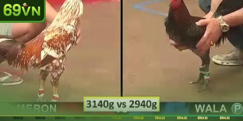 Các cửa cược phổ biến tại sảnh đá gà chọi Thomo 69VN.