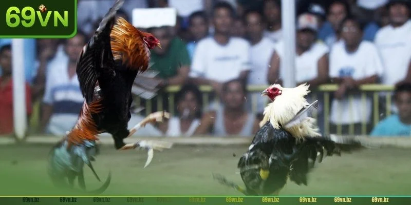 Các lợi ích khi tham gia đá gà Mỹ trực tiếp tại 69VN.