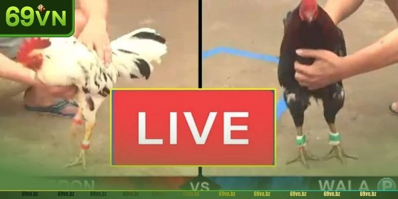 Có nhiều lý do khiến sảnh đá gà Thomo 69VN bùng nổ.