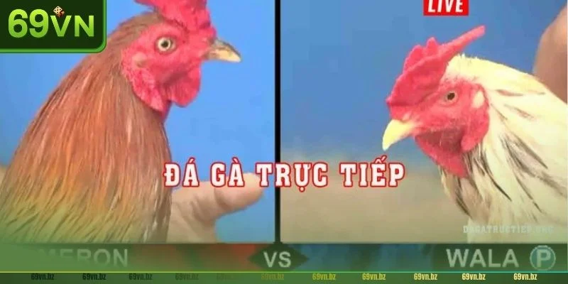 Đá Gà Trực Tuyến 69VN: TOP 03+ Thể Thức Chọi Đáng Thử 2 Có rất nhiều ưu điểm nổi bật của đá gà trực tiếp tại 69VN.