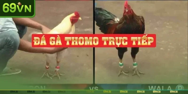 Đa dạng thể thức của kèo đá gà 69VN mang đến cho người chơi nhiều lựa chọn.