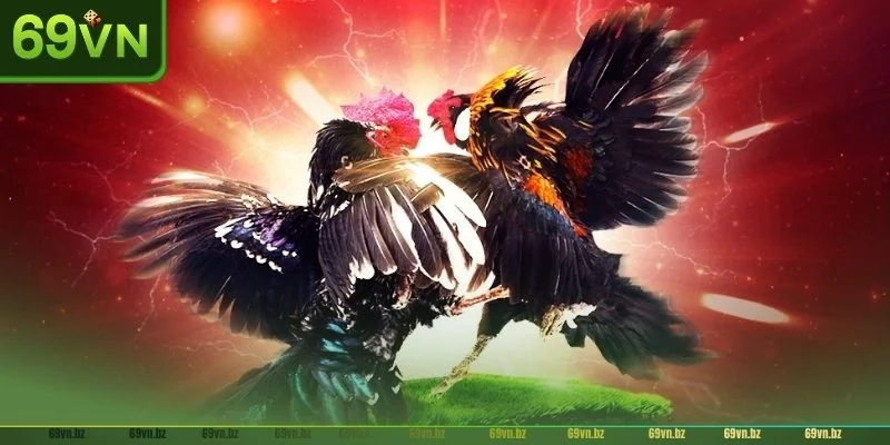Đà gà 69VN là sân chơi gà chọi đá chuyên nghiệp hàng đầu.