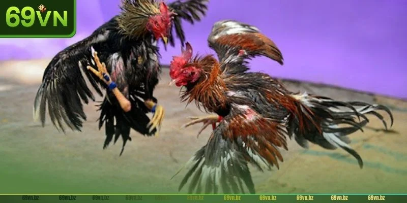 Đá gà Campuchia tại 69VN được nhiều người chơi yêu thích hiện nay.