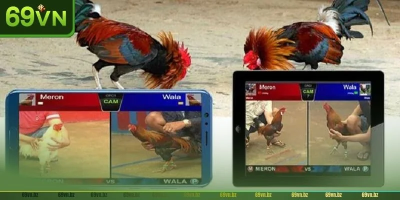 Đá gà Campuchia thường không áp dụng hình thức đá gà truyền thống.