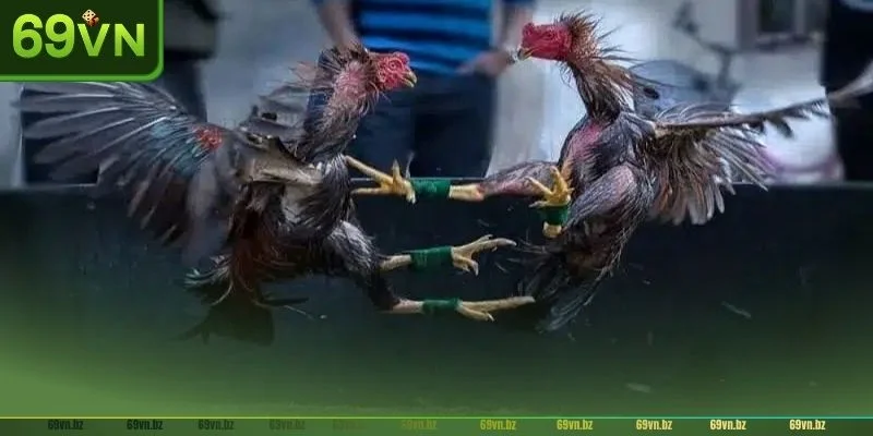 Đá gà chọi miền tây là hình thức chọi gà dân gian cực thú vị.