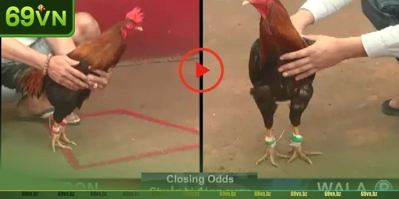 Đá Gà Trực Tuyến 69VN: TOP 03+ Thể Thức Chọi Đáng Thử 3 Đá gà live tại nhà cái 69VN có rất nhiều lựa chọn cược thú vị.