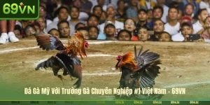 Đá Gà Mỹ Với Trường Gà Chuyên Nghiệp #1 Việt Nam - 69VN