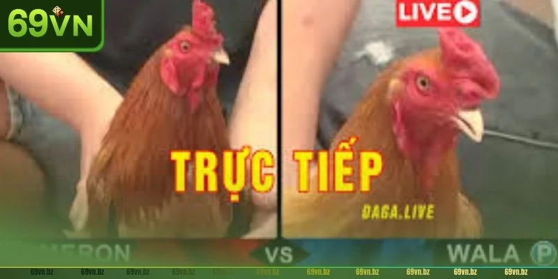 Đá Gà Trực Tuyến 69VN: TOP 03+ Thể Thức Chọi Đáng Thử 1 Đá gà trực tuyến tại 69VN là trào lưu đang được nhiều người yêu thích.