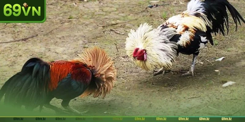 Gà tre được sử dụng rất phổ biến trong các trận đấu đá gà miền tây.