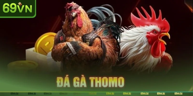 Giới thiệu đôi nét về đá gà Thomo tại nhà cái uy tín 69VN.