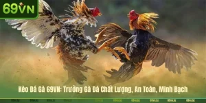 Kèo Đá Gà 69VN: Trường Gà Đá Chất Lượng, An Toàn, Minh Bạch