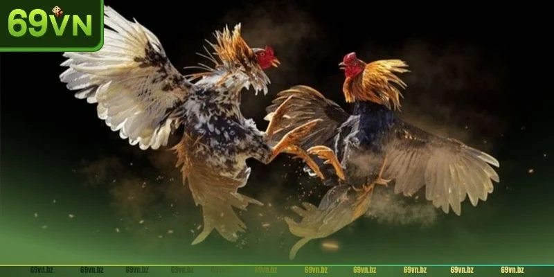 Tham gia vào sới đá gà trực tiếp Mỹ và nhận ngay 69K từ nhà cái.