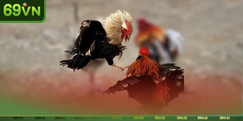 Thể thức đá gà Mỹ trực tiếp có sức hút rất lớn hiện nay.